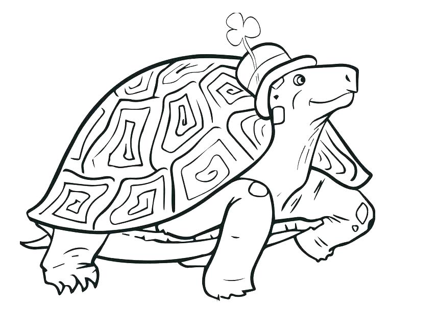 858x640 Tortoise Coloring Page