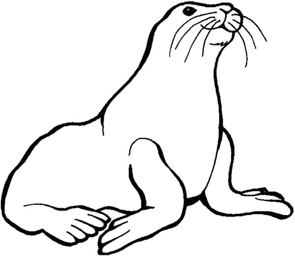 600x519 Seal Coloring Pages Printable Coloring Pages