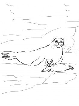 262x350 Harp Seal Mother And Baby Coloring Page Super Coloring Zodius