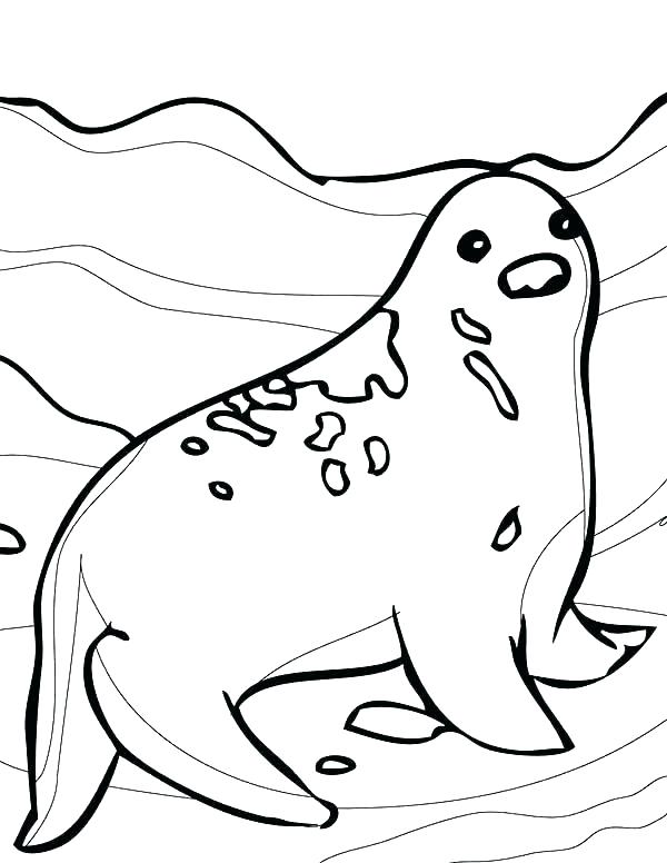600x776 Seal Coloring Page Arctic Animals Coloring Pages Arctic Animal