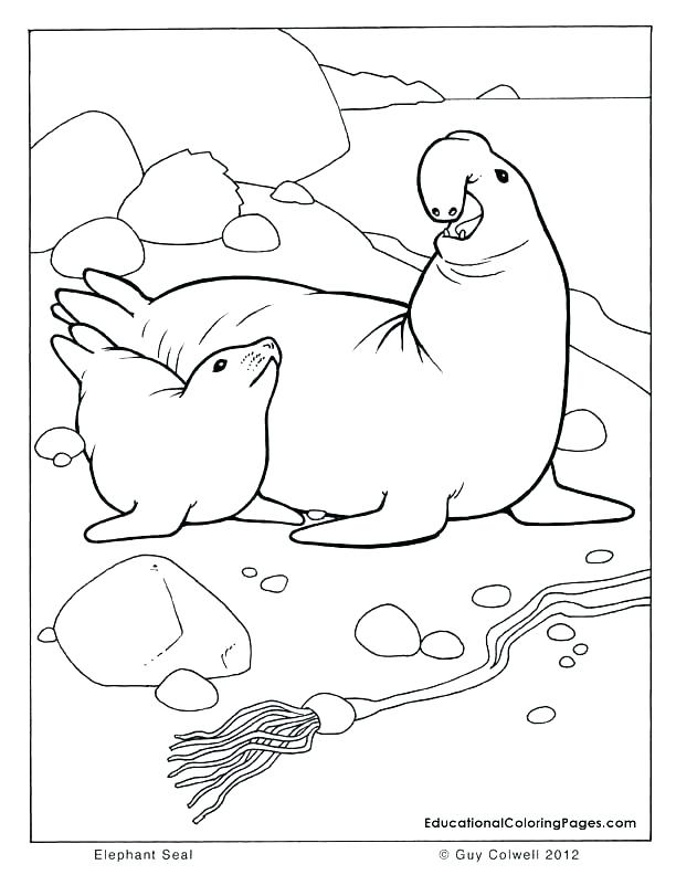 612x792 Seal Coloring Pages Mural Harp Seal And Pup Coloring Page Seal