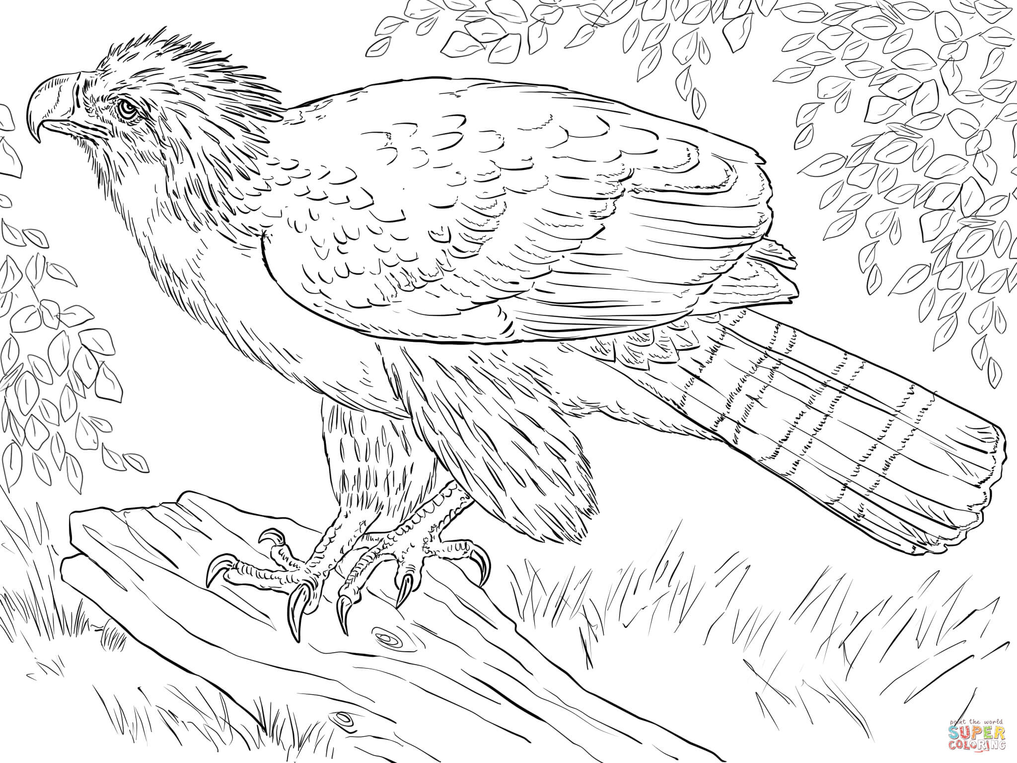 2048x1536 Guaranteed Harpy Eagle Coloring Page Pages Free