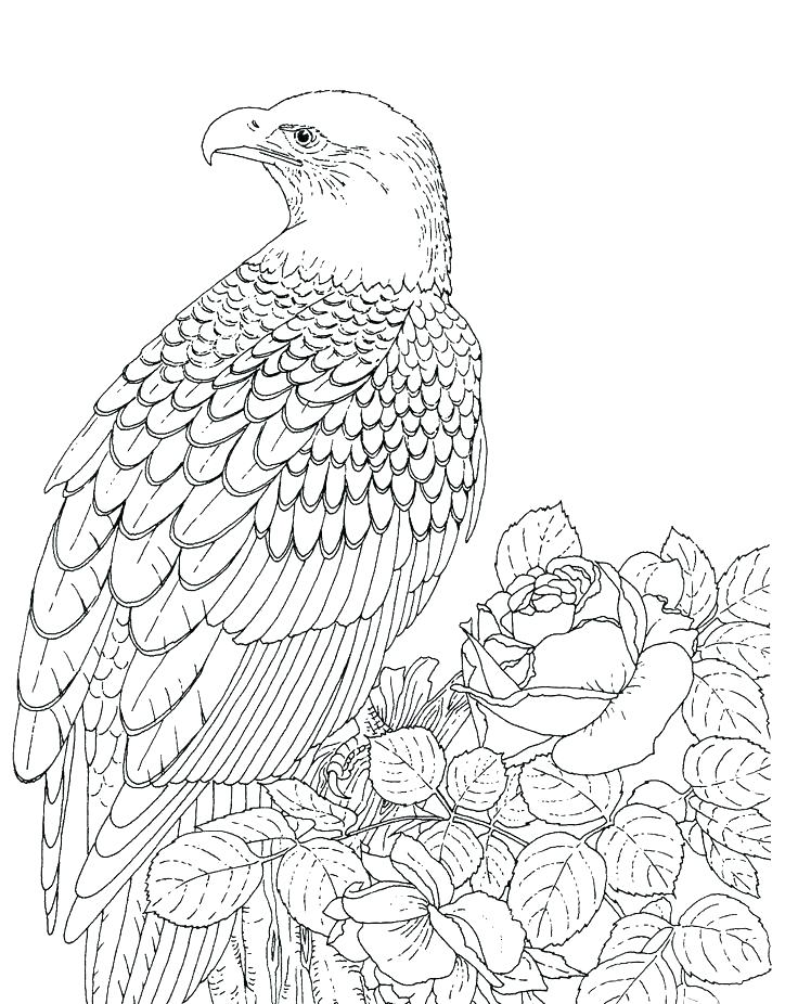 736x926 Harpy Eagle Coloring Page Eagle Color Sheet Eagle Coloring Pages