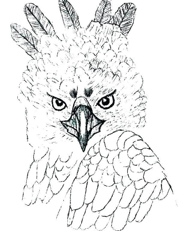 600x769 Harpy Eagle Coloring Page Patriotic Coloring Page Coloring Pages
