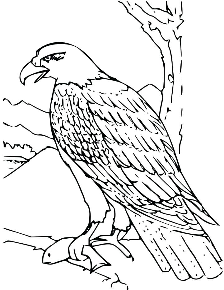 720x932 Harpy Eagle Coloring Page Perfect Eagle Coloring Page In Kids