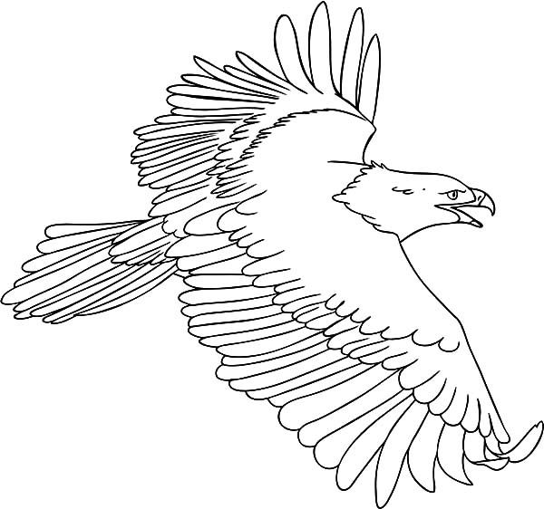 600x562 Harpy Eagle Coloring Pages For Kids Coloring Sun Sewing