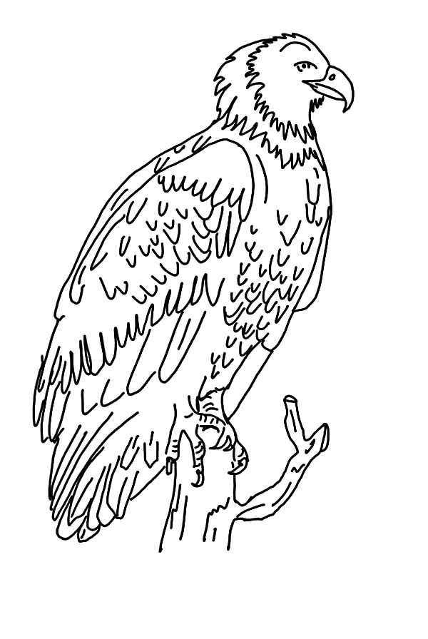 600x896 Harpy Eagle Coloring Pages For Kids Coloring Sun