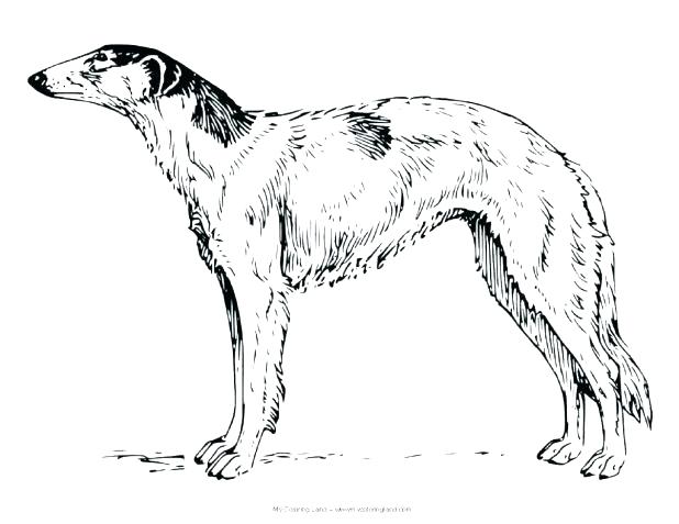 618x477 Coloring Harry The Dirty Dog Coloring Page Pages Printable Harry