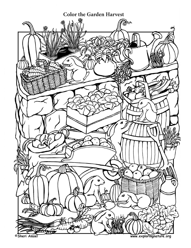 612x792 Garden Harvest Coloring Page