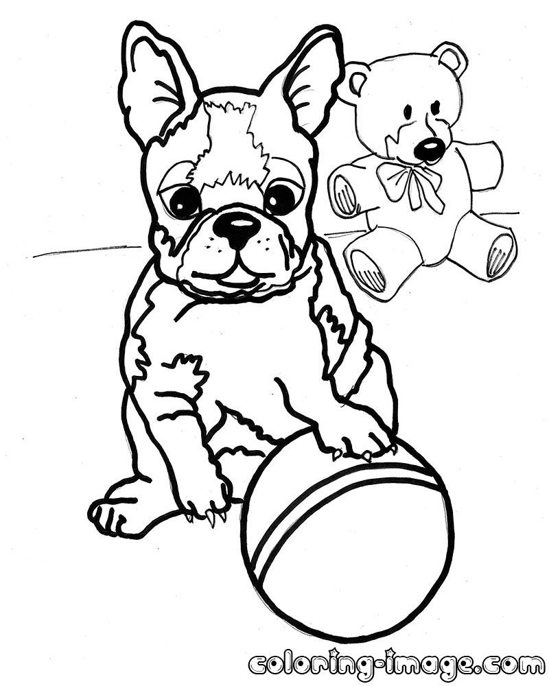 800x1000 Personable Boston Terrier Coloring Page Printable To Snazzy Boston