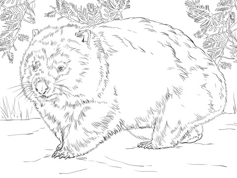 480x360 Wombat Coloring Pages