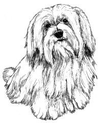 200x240 Shih Tzu Coloring Pages