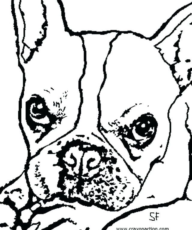 640x768 Boston Terrier Coloring Page Shining Inspiration