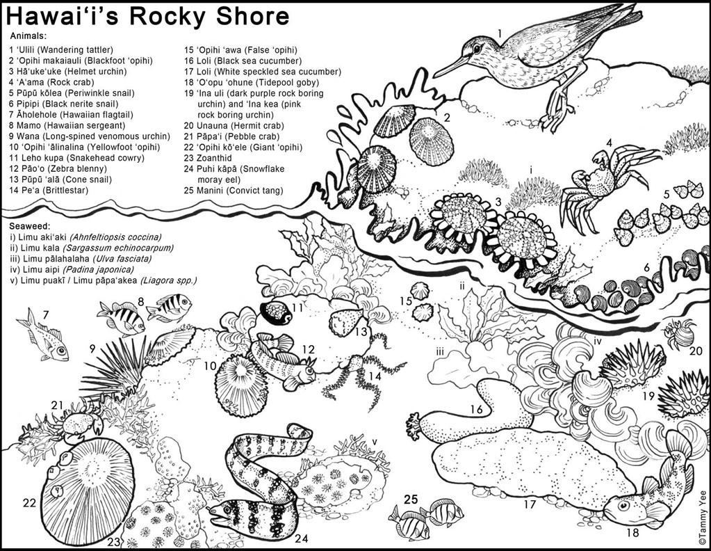 1023x792 Hawaiian Themed Coloring Pages Free Printable Pictures Lovely