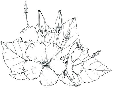 400x312 Printable Pictures Of Hawaii Flower Coloring Pages Best Of Flower