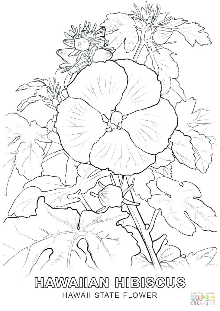 728x1028 Flower Coloring Pages Coloring Pages Tropical Flower Flower