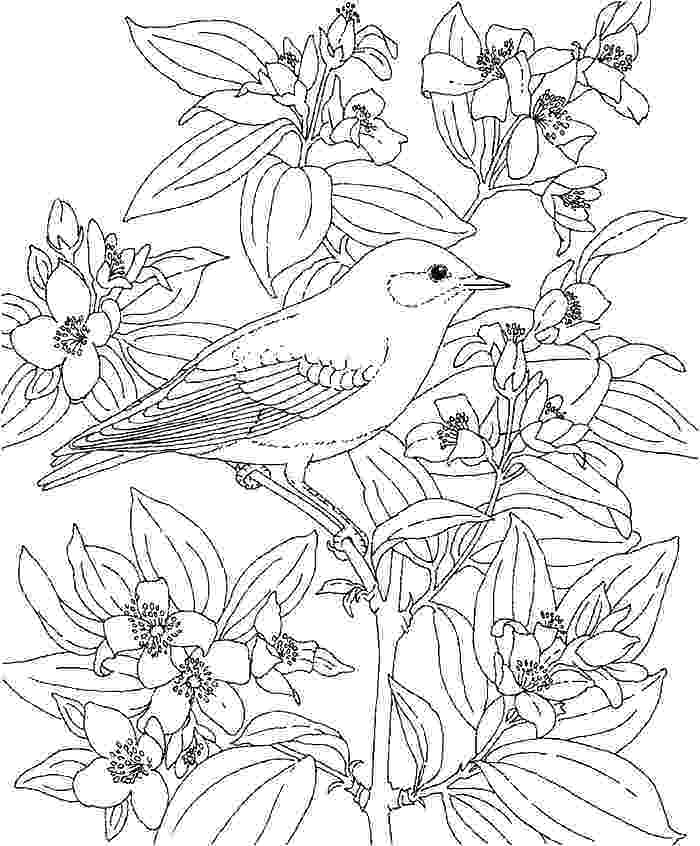 700x846 Hawaiian Flower Coloring Sheets Island Coloring Pages With Adult