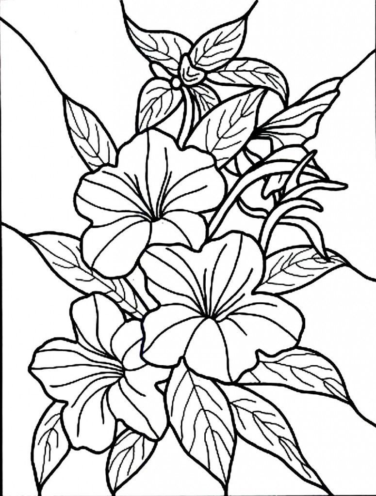 775x1024 Hawaiian Flowers Coloring Pages Hibiscus Colouring Maybe At Flower
