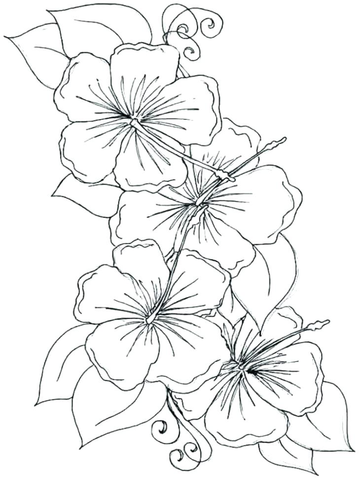 728x971 Drawing At Free For Personal Use Hawaiian Flower Coloring Pages