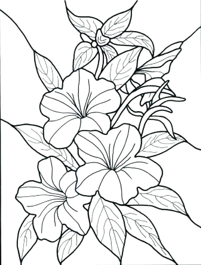 682x900 Flower Color Pages Cartoon Flower Coloring Page Coloring Pages