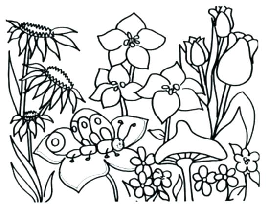 550x425 Free Printable Hawaiian Flowers Flowers Coloring Page Flower