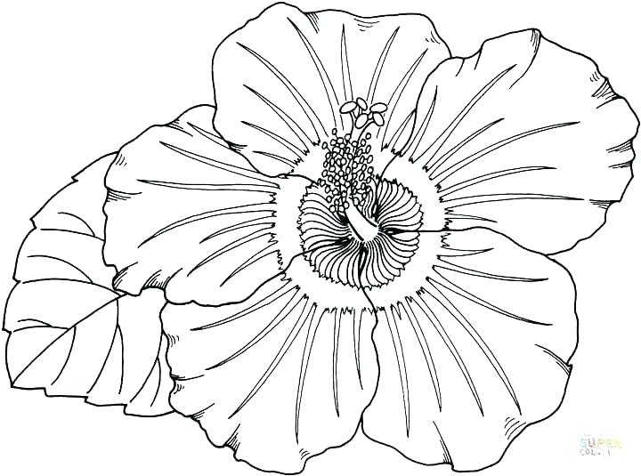 720x535 Hawaii Coloring Pages Coloring Pages With Coloring Pages Coloring