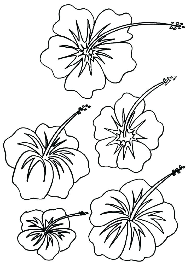 731x1024 Hawaiian Flower Coloring Page Flowers To Color Coloring Pages