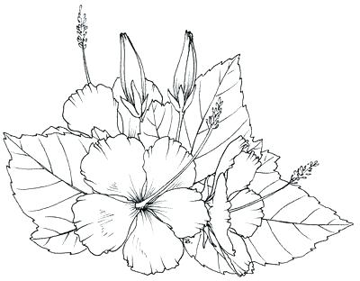 400x312 Hawaiian Flower Coloring Pages Best Of Flower Coloring Pages