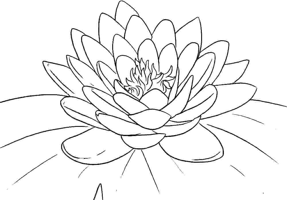 1000x700 Hawaiian Flower Coloring Sheets Flowers Pages Free Printable Good