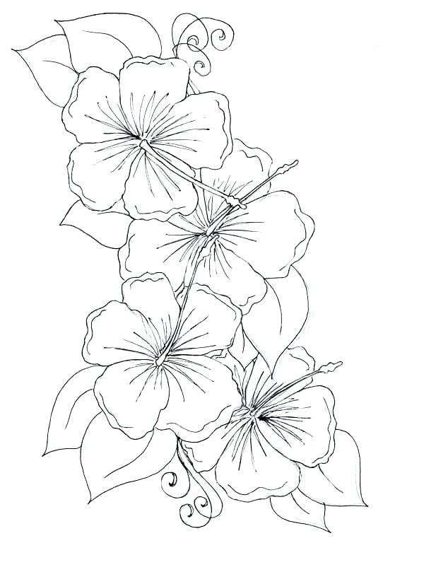 600x826 Hawaiian Coloring Pages Dreamtemplates Club