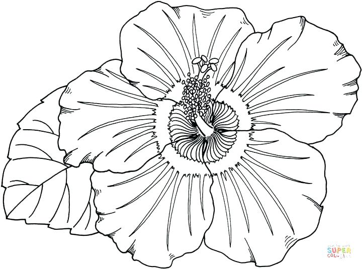 720x535 Hawaiian Coloring Pages Epic Flower Coloring Pages For Your Image