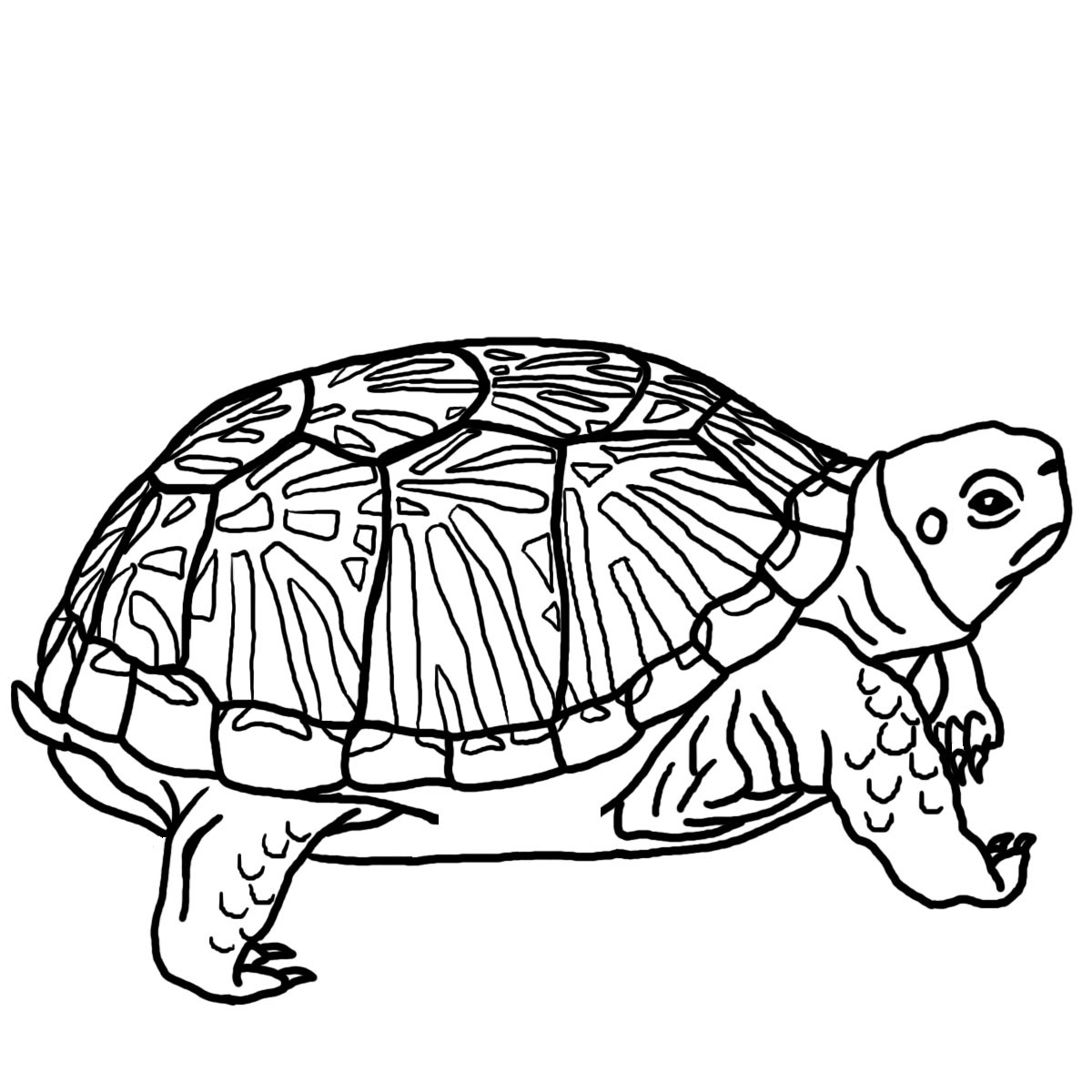 1200x1200 Hawaiian Sea Turtle Clipart