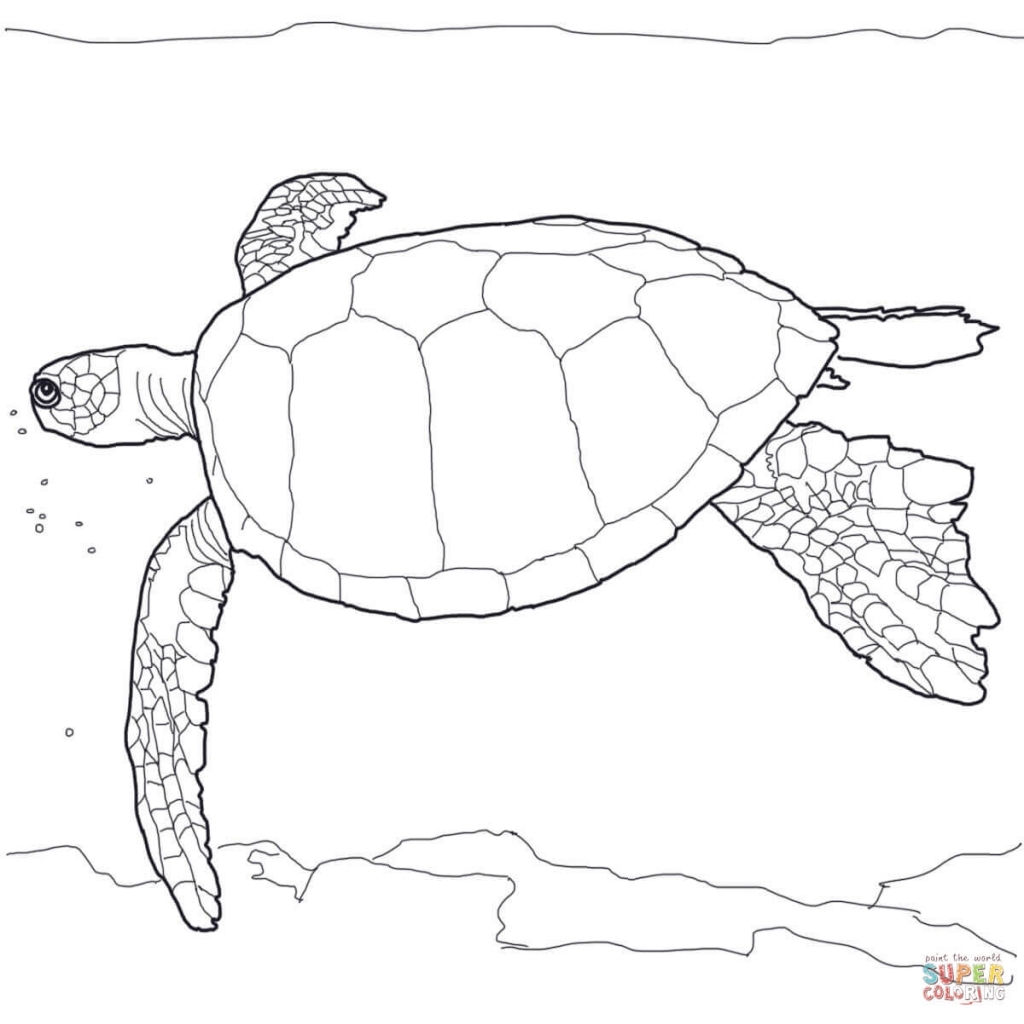 Hawaiian Turtle Coloring Pages at GetDrawings | Free download