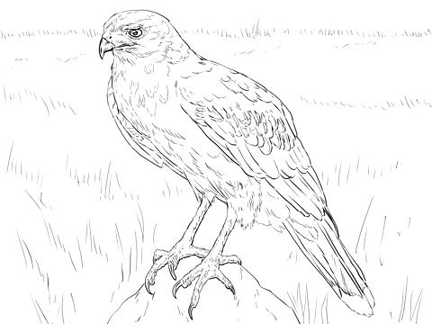 480x360 Hawk Coloring Pages Hawk Coloring Page Easy Hawkeye Coloring Pages