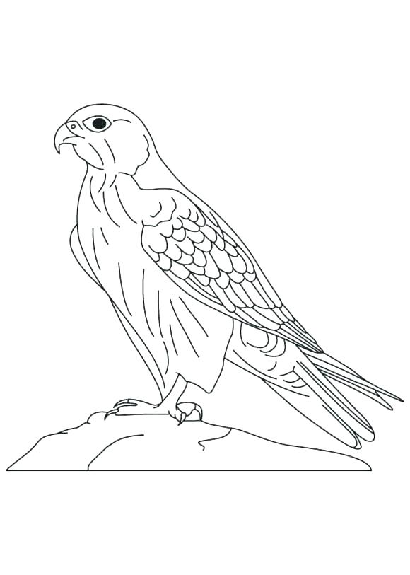 Hawk Coloring Pages at GetDrawings | Free download