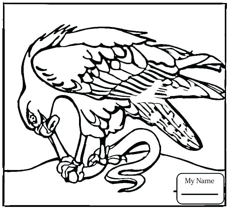 765x697 Hawk Coloring Pages Red Tailed Hawk Coloring Page Printable Tail