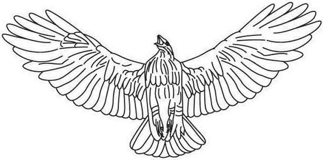 1048x521 Hawk Coloring Pages Unique Animal Hawk Coloring Pages Free