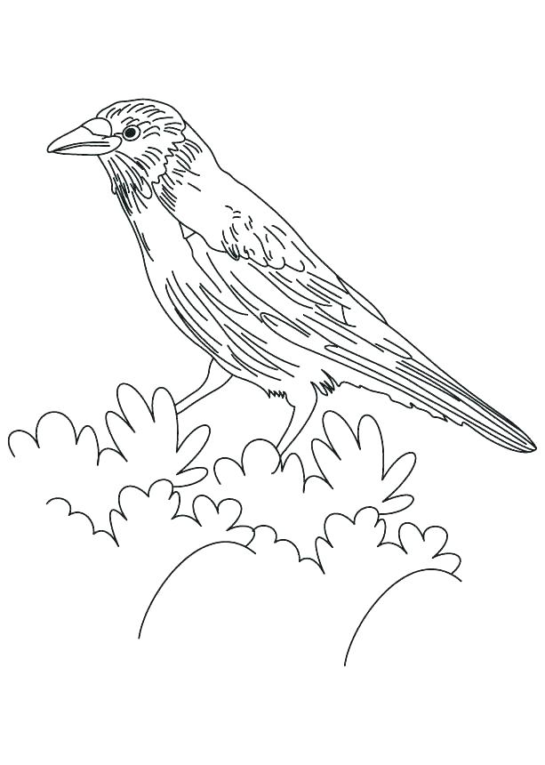 613x860 Red Tailed Hawk Coloring Page Coloring Pages Printable Province