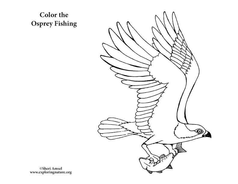 792x612 Red Tailed Hawk Coloring Page Creative Decoration The Big Red Dog