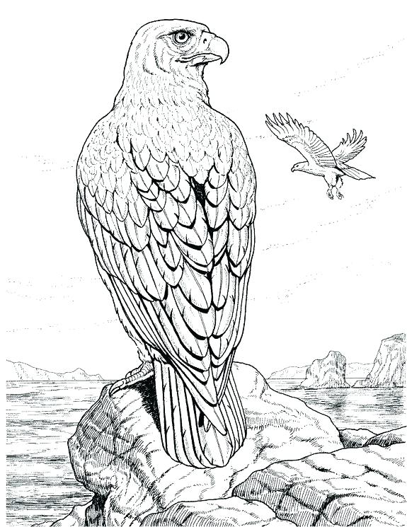 575x745 Red Tailed Hawk Coloring Page Realistic Coloring Pages Of Animals