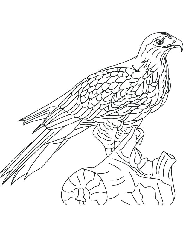 612x792 Red Tailed Hawk Coloring Page
