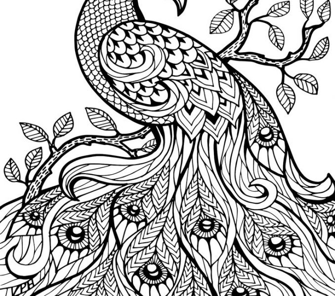 678x600 Free Coloring Page Best Free Coloring Pages Ideas