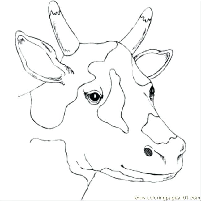 650x650 Cow Face Coloring Page Spotty Cow Head Coloring Page Free Pages