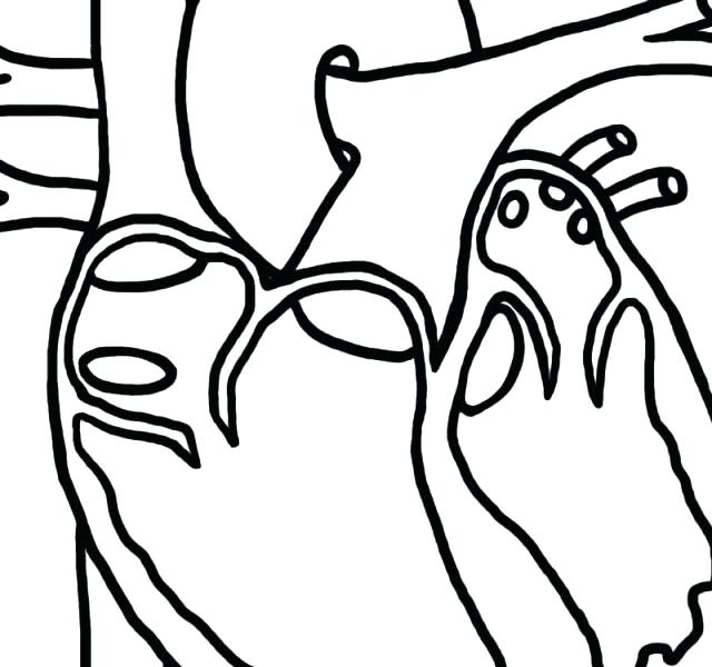 640x600 Human Heart Coloring Pages Healthy Heart In Human Anatomy Coloring