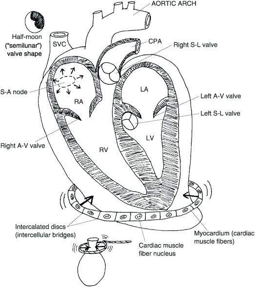 523x589 Heart Anatomy Coloring Pages Anatomy Heart Coloring Pages Human