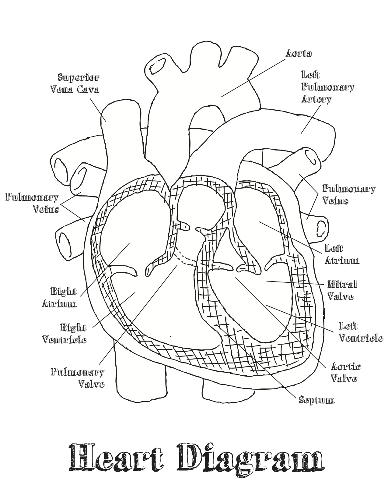1275x1651 Heart Anatomy Coloring Pages Gallery Coloring For Kids