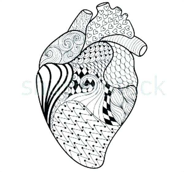 600x562 Human Heart Colouring Pages Printable Coloring Heart Anatomy