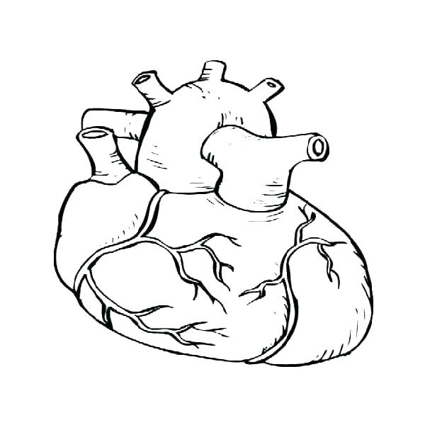 600x600 Heart Anatomy Coloring Pages Heart Anatomy Coloring Pages Heart