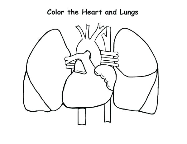 600x463 Heart Anatomy Coloring Pages Heart Coloring Pages No Room