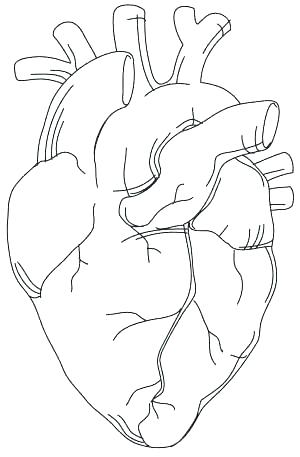 300x457 Heart Anatomy Coloring Pages Human Anatomy Coloring Pages Human